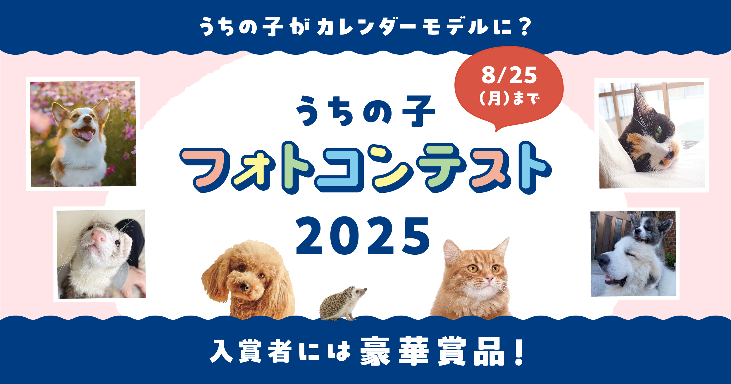 うちの子フォトコンテスト2025